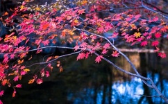 乌兰图雅的MM有多大